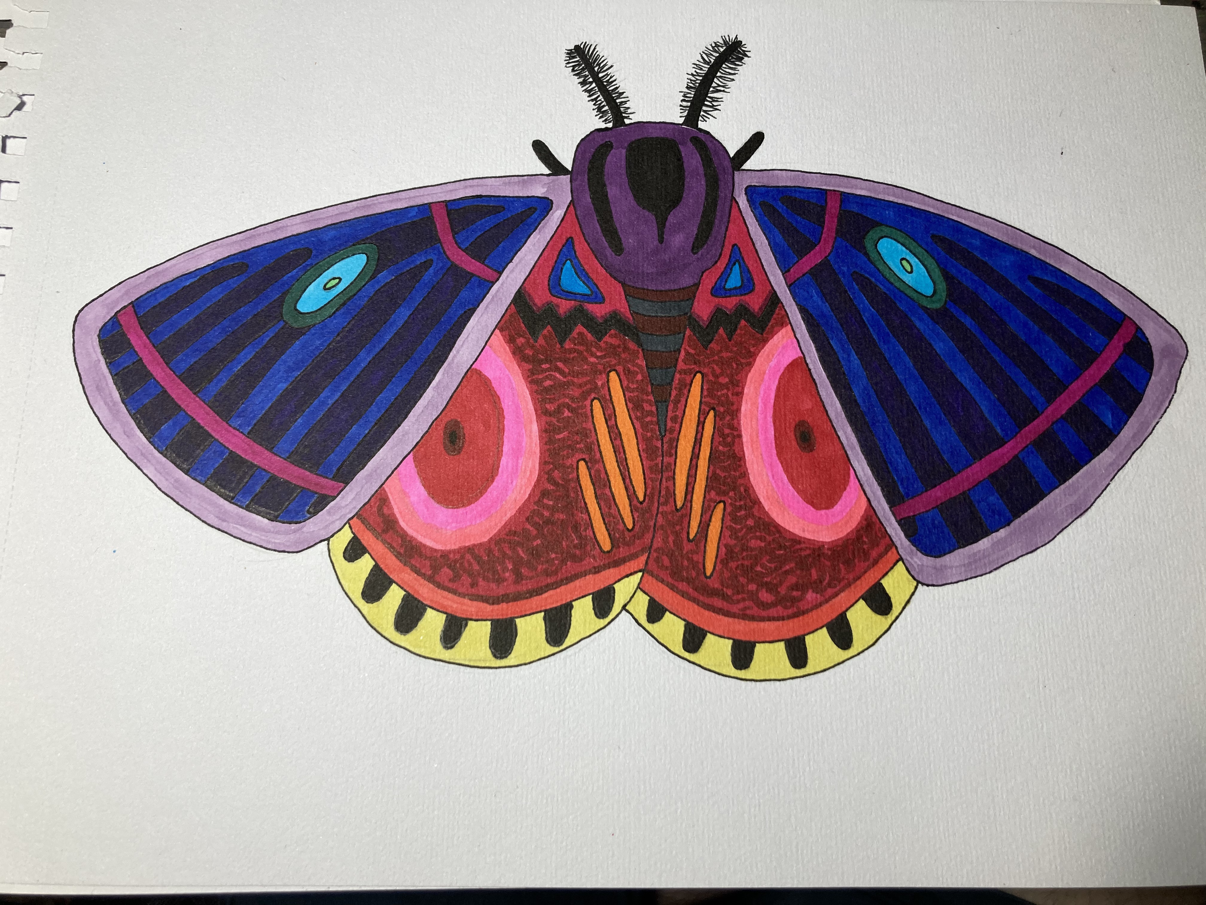moth